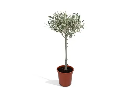 JUNAVERA Olea europaea | Olijfboom op stam | 105 cm hoog | 21 cm pot