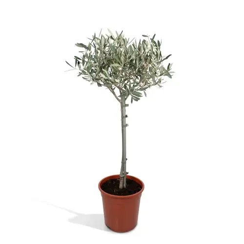 JUNAVERA Olea europaea | Olijfboom op stam | 105 cm hoog | 21 cm pot
