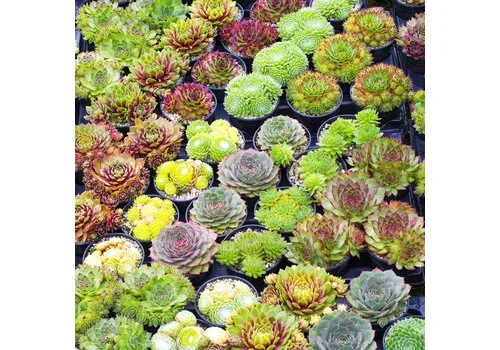 JUNAVERA Sempervivum gemengd | Huislook mix | 3 tot 6 cm hoog | 5,5 cm pot | per stuk