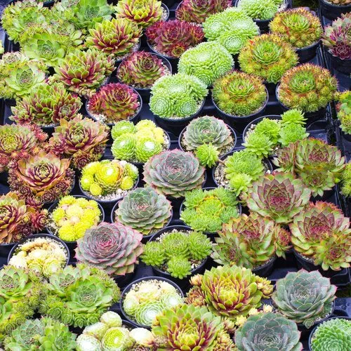 JUNAVERA Sempervivum gemengd | Huislook mix | 3 tot 6 cm hoog | 5,5 cm pot | per stuk