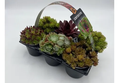JUNAVERA Sempervivum tray | 6 verschillende planten | 9 cm pot | 5 tot 10 cm hoog