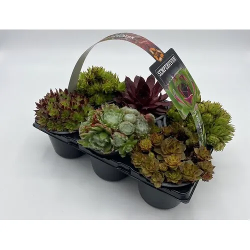 JUNAVERA Sempervivum tray | 6 verschillende planten | 9 cm pot | 5 tot 10 cm hoog