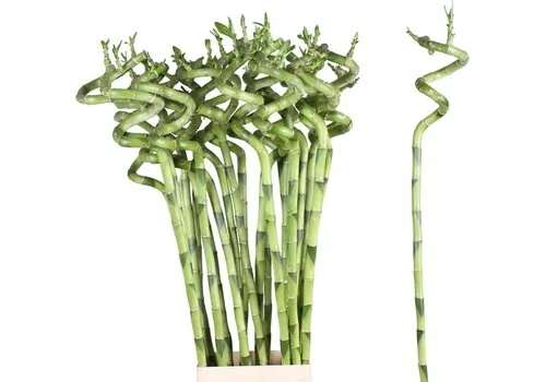 JUNAVERA Dracaena sanderiana Lucky Bamboo spiraal | 60 cm hoog