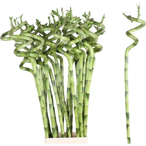 JUNAVERA Dracaena sanderiana Lucky Bamboo spiraal | 60 cm hoog