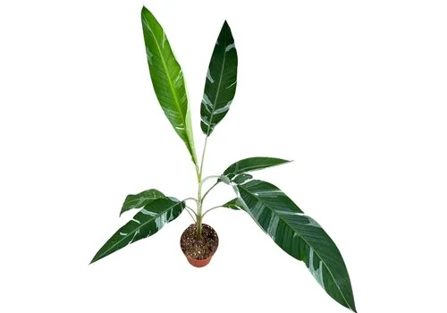 JUNAVERA Musa Florida Variegata | 17 cm pot | 40 cm hoog