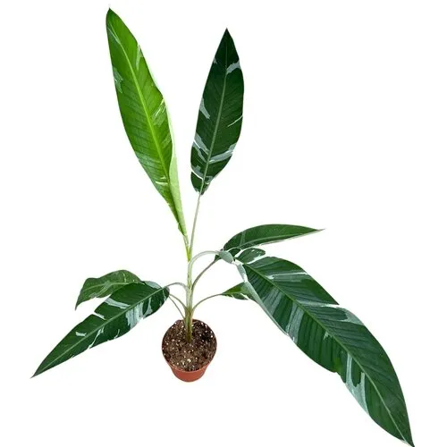 JUNAVERA Musa Florida Variegata | 17 cm pot | 40 cm hoog