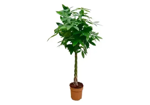 JUNAVERA Pachira aquatica | 24 cm pot | 110 cm hoog