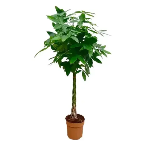 JUNAVERA Pachira aquatica | 24 cm pot | 110 cm hoog