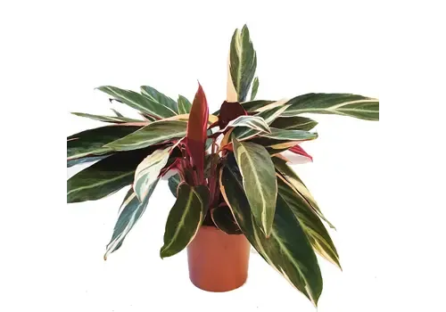 JUNAVERA Stromanthe sanguinea 'Triostar' | 12 cm pot | 40 cm hoog