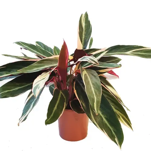 JUNAVERA Stromanthe sanguinea 'Triostar' | 12 cm pot | 40 cm hoog
