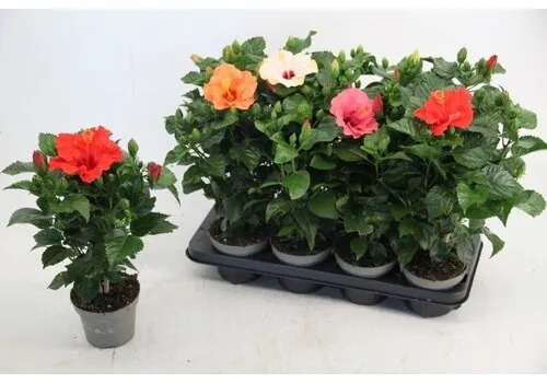 JUNAVERA Hibiscus rosa-sinensis 'Sunny' diverse kleuren | 55 cm hoog | 17 cm pot | verkoop per stuk
