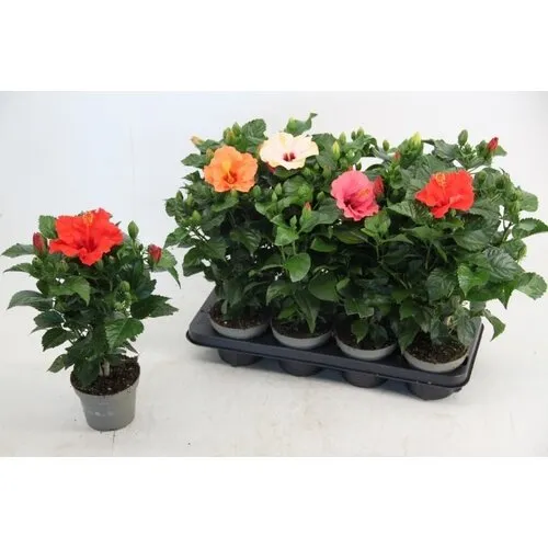 JUNAVERA Hibiscus rosa-sinensis 'Sunny' diverse kleuren | 55 cm hoog | 17 cm pot | verkoop per stuk
