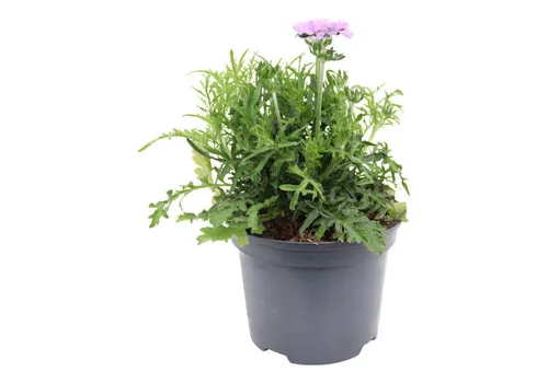 JUNAVERA Scabiosa columbaria 'Butterfly Blue' | Duifkruid | ca. 20 cm hoog | 14 cm pot