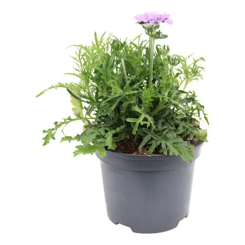 JUNAVERA Scabiosa columbaria 'Butterfly Blue' | Duifkruid | ca. 20 cm hoog | 14 cm pot
