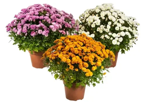 JUNAVERA Bolchrysanten mix | Chrysanthemum | Diverse kleuren | 25 tot 30 cm hoog | 15 cm pot | Verkoop per stuk