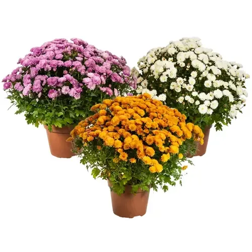 JUNAVERA Bolchrysanten mix | Chrysanthemum | Diverse kleuren | 25 tot 30 cm hoog | 15 cm pot | Verkoop per stuk