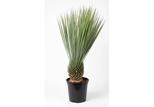 JUNAVERA Yucca rostrata | 85 cm hoog | 24 cm pot