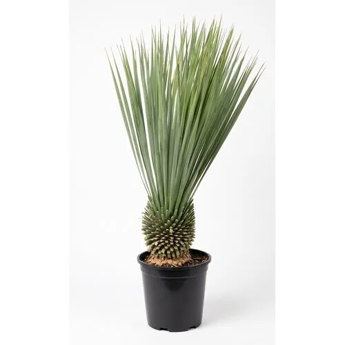 JUNAVERA Yucca rostrata | 85 cm hoog | 24 cm pot