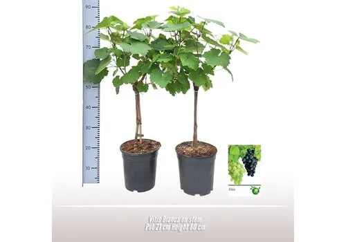 JUNAVERA Vitis Bianca op stam | 80 cm hoog | 21 cm pot