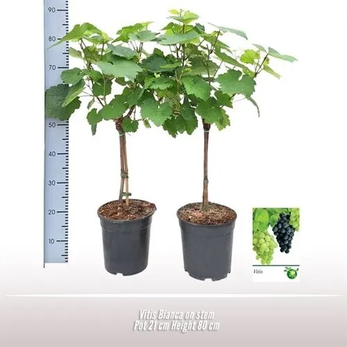 JUNAVERA Vitis Bianca op stam | 80 cm hoog | 21 cm pot