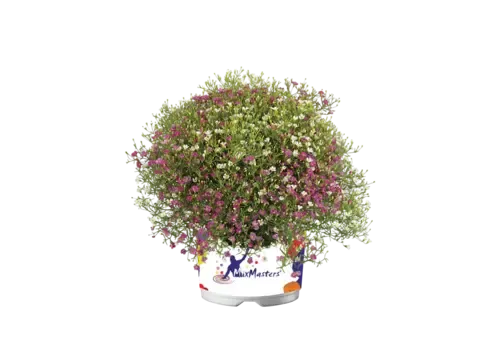 JUNAVERA Gypsophila muralis | Muur-gipskruid | ca. 10 tot 20 cm hoog | 13 cm pot