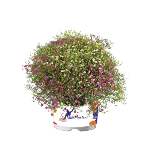 JUNAVERA Gypsophila muralis | Muur-gipskruid | ca. 10 tot 20 cm hoog | 13 cm pot