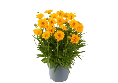 JUNAVERA Coreopsis grandiflora 'Double the Sun' | Meisjesogen | ca. 15 tot 20 cm hoog | 12 cm pot