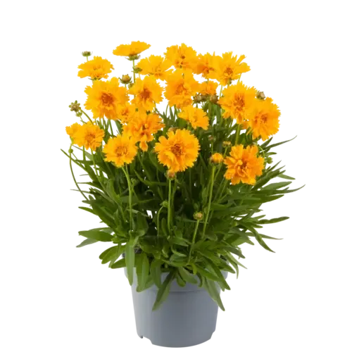 JUNAVERA Coreopsis grandiflora 'Double the Sun' | Meisjesogen | ca. 15 tot 20 cm hoog | 12 cm pot