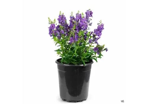 JUNAVERA Angelonia Serena Paars | 20 cm hoog | 12 cm pot