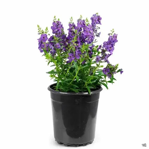 JUNAVERA Angelonia Serena Paars | 20 cm hoog | 12 cm pot