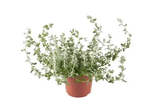 JUNAVERA Helichrysum petiolare | 10 cm pot | ca. 10 tot 15 cm hoog