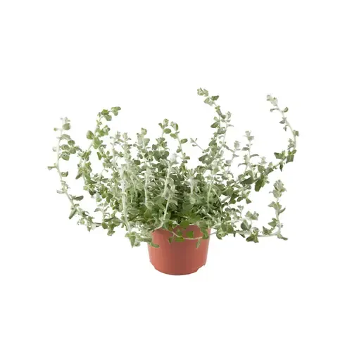 JUNAVERA Helichrysum petiolare | 10 cm pot | ca. 10 tot 15 cm hoog