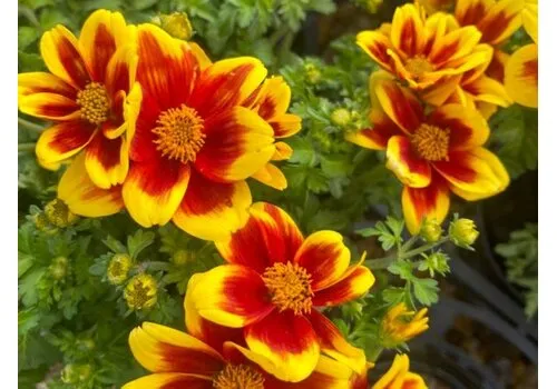 JUNAVERA Bidens ferulifolia 'Bidy Boom Red Eye' | 10 cm pot | ca. 10 tot 15 cm hoog