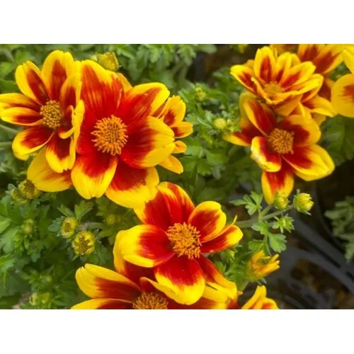 JUNAVERA Bidens ferulifolia 'Bidy Boom Red Eye' | 10 cm pot | ca. 10 tot 15 cm hoog