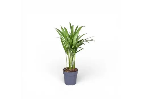 JUNAVERA Chrysalidocarpus lutescens | Goudpalm | 7 cm pot | 35 cm hoog