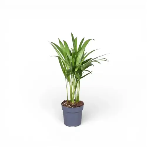 JUNAVERA Chrysalidocarpus lutescens | Goudpalm | 7 cm pot | 35 cm hoog