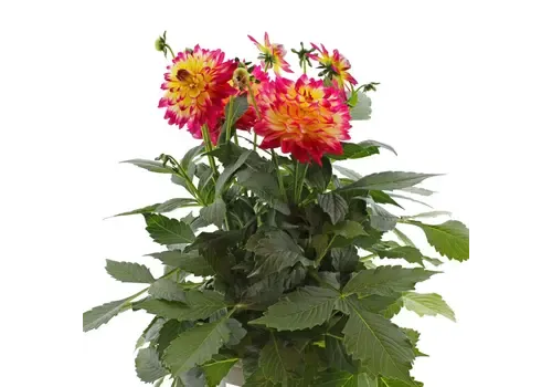 JUNAVERA Dahlia 'Maggiore Fun Flame' | 25 tot 35 cm hoog | 17 cm pot