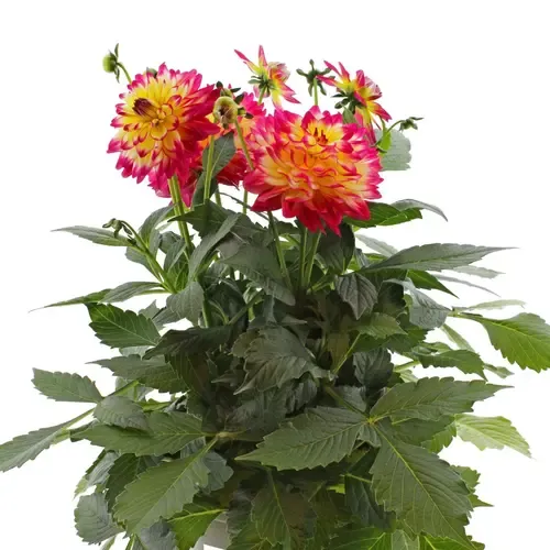 JUNAVERA Dahlia 'Maggiore Fun Flame' | 25 tot 35 cm hoog | 17 cm pot