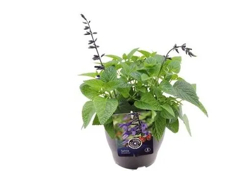 JUNAVERA Salvia 'Love and Wishes' | 15 cm pot | ca. 30 tot 40 cm hoog