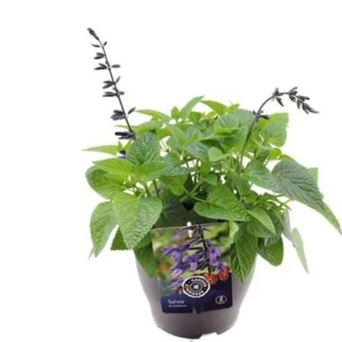 JUNAVERA Salvia 'Love and Wishes' | 15 cm pot | ca. 30 tot 40 cm hoog