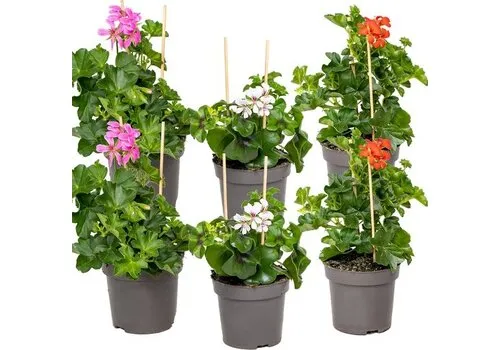 JUNAVERA Pelargonium peltatum gemengde kleuren | verkoop per stuk | 12 cm pot | ca. 20 cm hoog