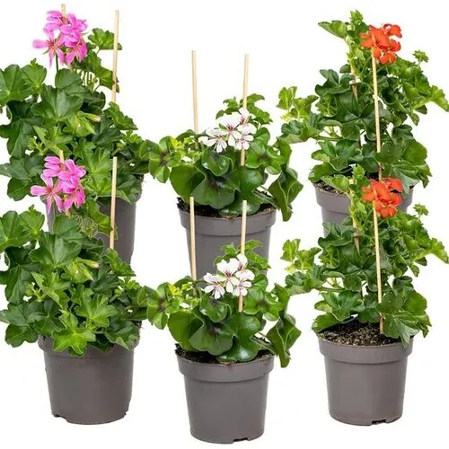 JUNAVERA Pelargonium peltatum gemengde kleuren | verkoop per stuk | 12 cm pot | ca. 20 cm hoog