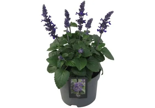 JUNAVERA Salvia 'Mysty' | ca. 20 cm hoog | 12 cm pot