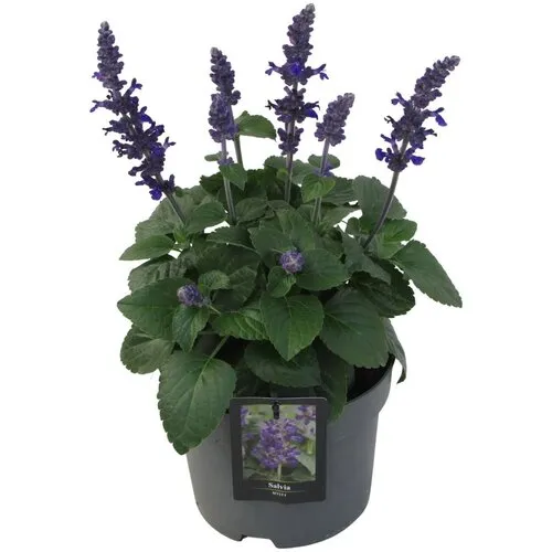 JUNAVERA Salvia 'Mysty' | ca. 20 cm hoog | 12 cm pot