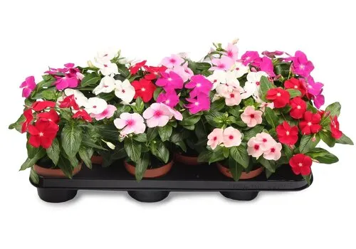 JUNAVERA Catharanthus roseus | Maagdenpalm | Vinca | 10 cm pot | ca. 15 cm hoog