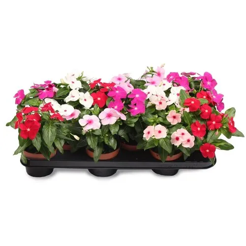 JUNAVERA Catharanthus roseus | Maagdenpalm | Vinca | 10 cm pot | ca. 15 cm hoog