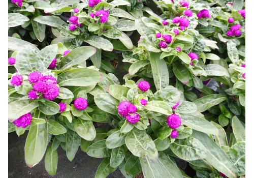 JUNAVERA Gomphrena ‘Purple Dots’ | 20 tot 25 cm hoog | 12 cm pot