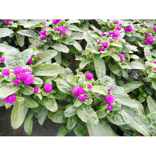 JUNAVERA Gomphrena ‘Purple Dots’ | 20 tot 25 cm hoog | 12 cm pot