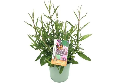 JUNAVERA Verbena bonariensis | IJzerhard | 25 tot 35 cm hoog | 15 cm pot