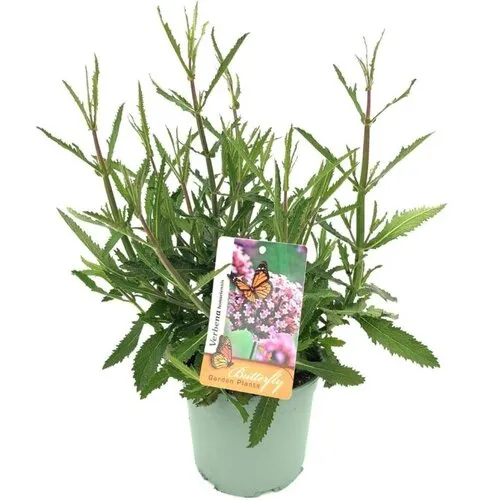 JUNAVERA Verbena bonariensis | IJzerhard | 25 tot 35 cm hoog | 15 cm pot